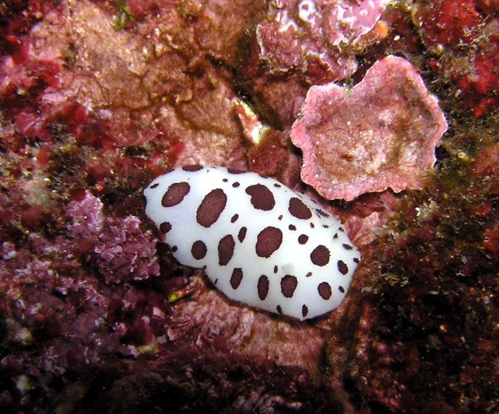 Discodoris atromaculata